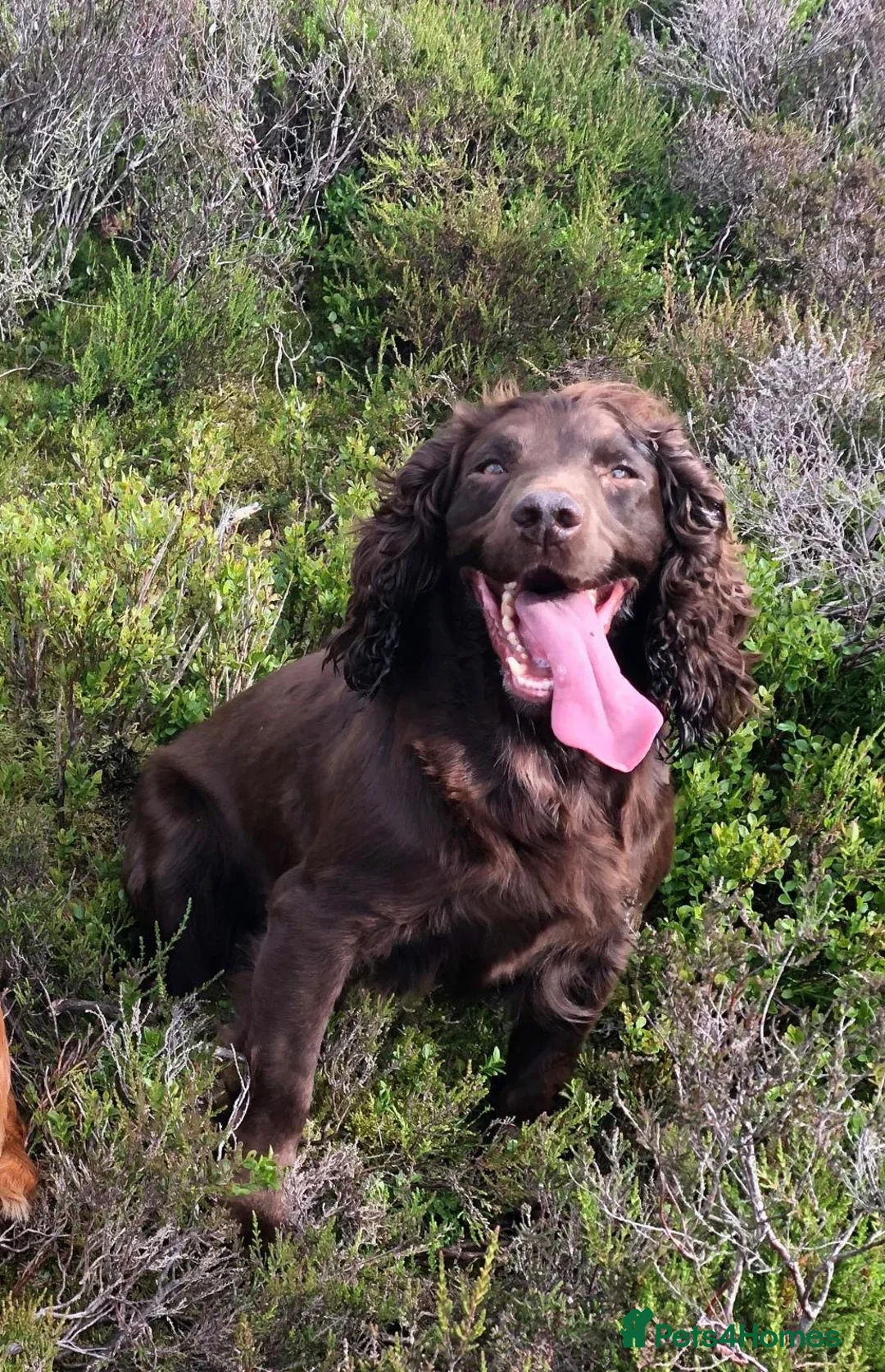 Cocker Spaniel dogs for sale: Cocker spaniel puppy’s  in Stoke-on-Trent - Advert 1