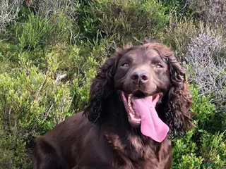 Cocker Spaniel dogs Cocker spaniel puppy’s - Advert 2