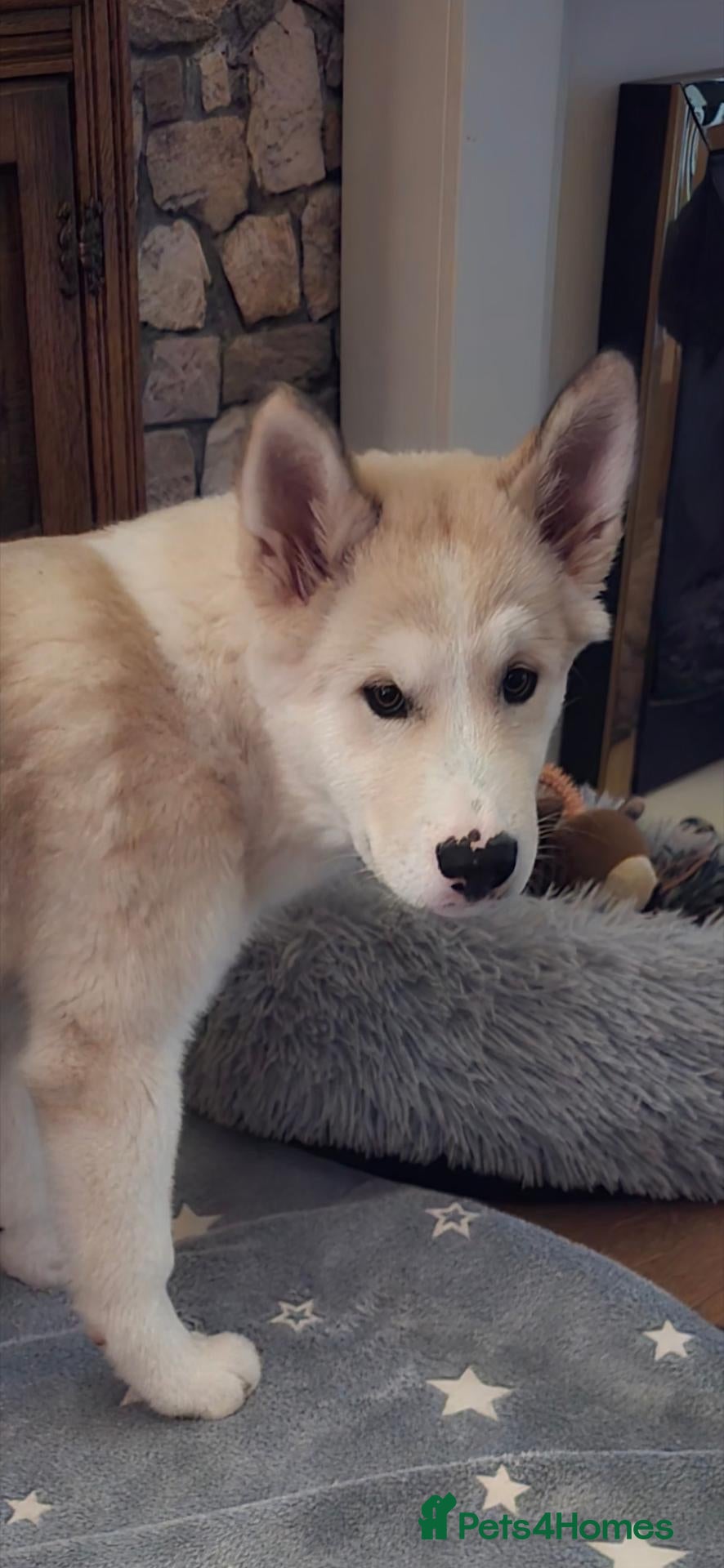 Mixed Breed dogs Beautiful AkitaMute For Sale - Advert 7