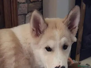 Mixed Breed dogs Beautiful AkitaMute For Sale - Advert 7