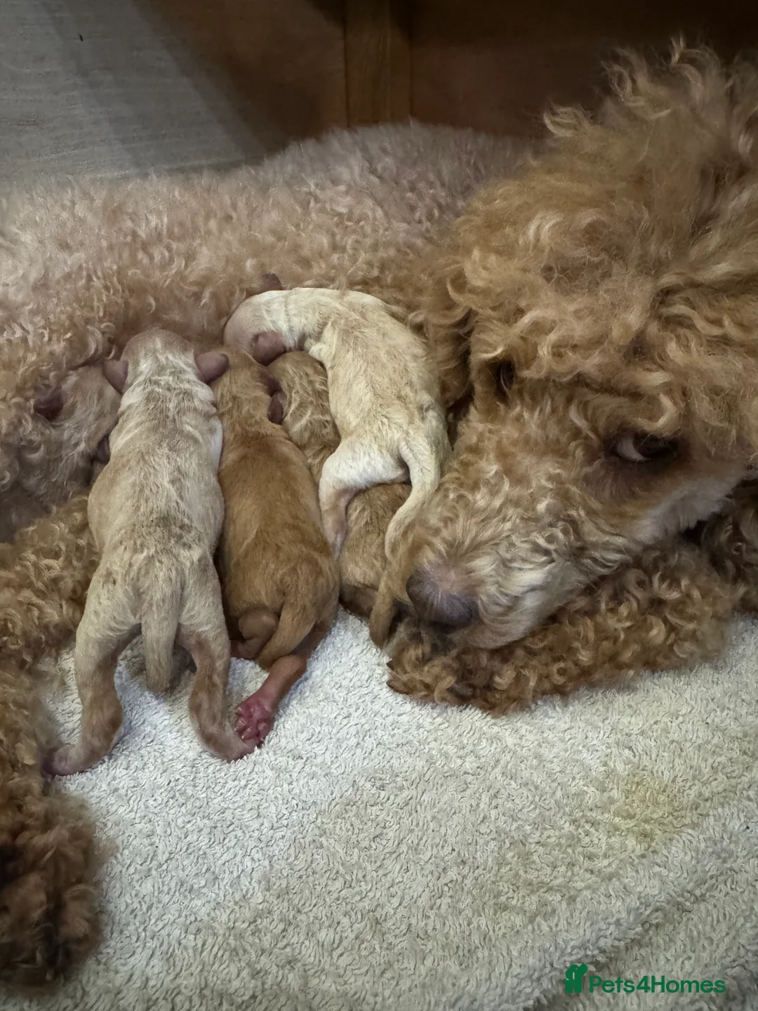 Miniature Poodle dogs for sale: Mini Poodle Puppies-KC Registered-Red-Beige  in Buckhurst Hill - Advert 2
