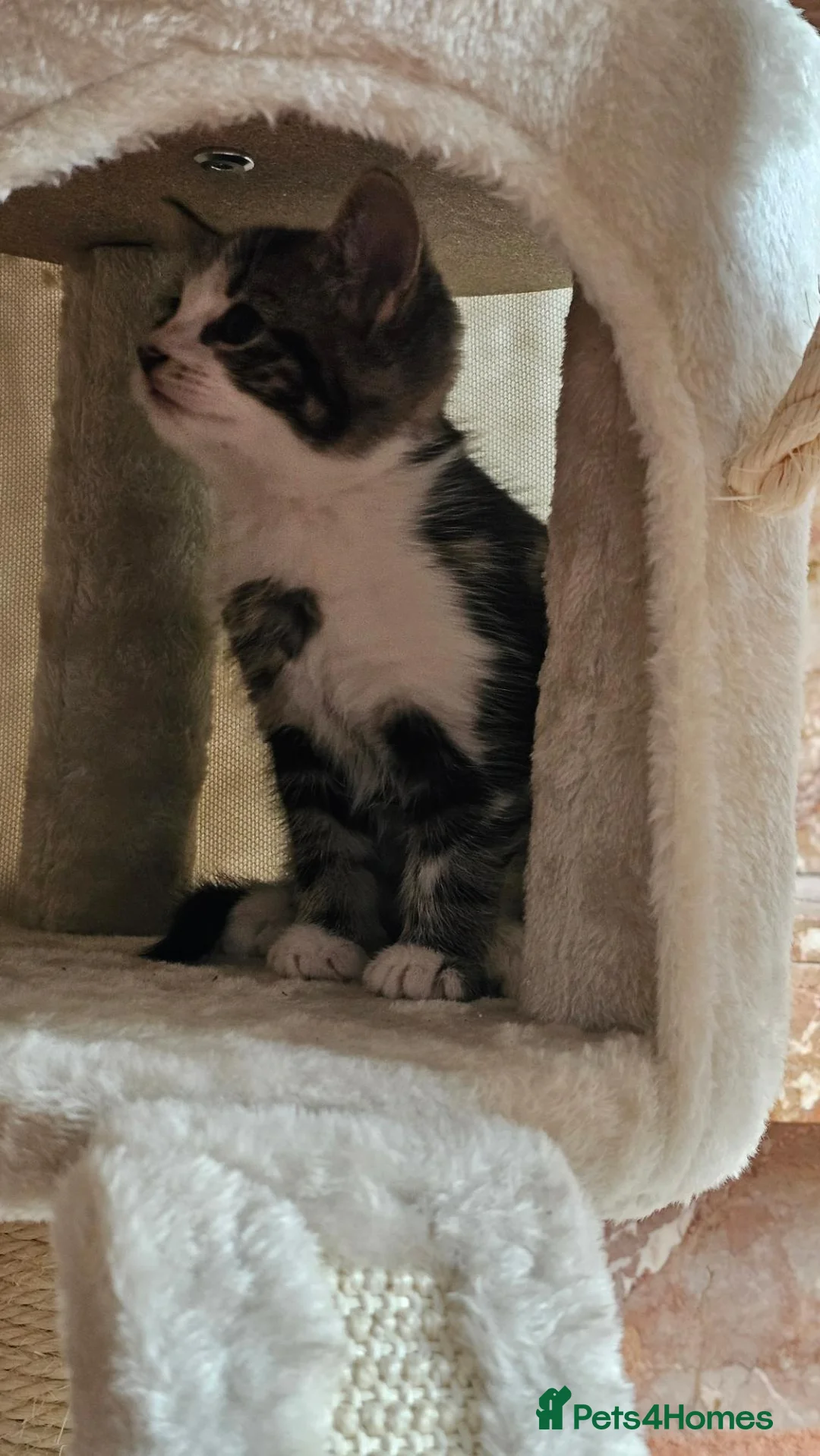 Mixed Breed cats for sale: Two beautiful boys available  - Advert 2