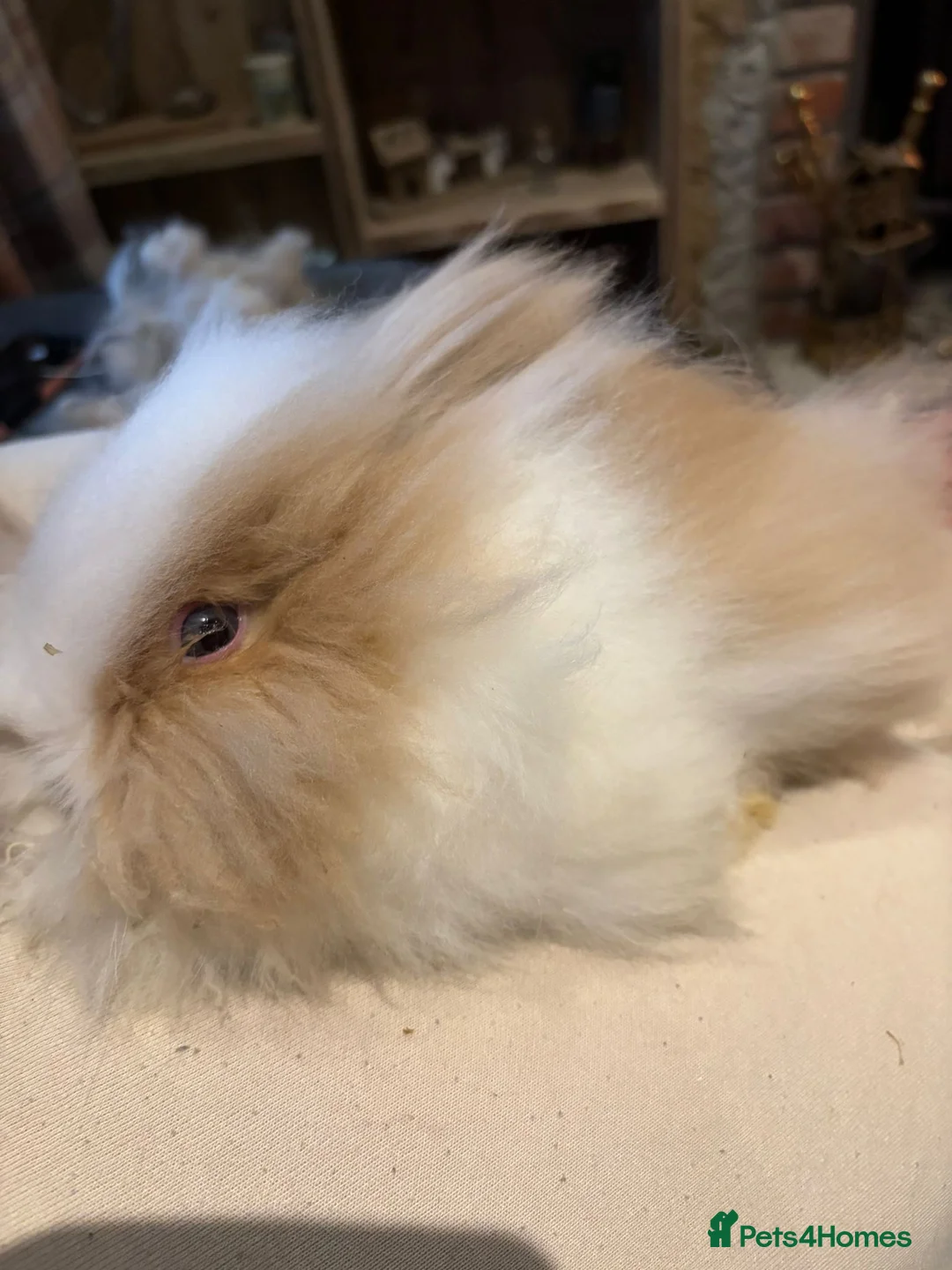 Angora rabbits for sale: True Angora Baby Rabbits  - Advert 4
