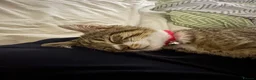 Siamese cats for sale: Willow  - Advert 3