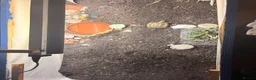 Tortoise reptiles for sale: Horsefield Tortoise - Advert 6