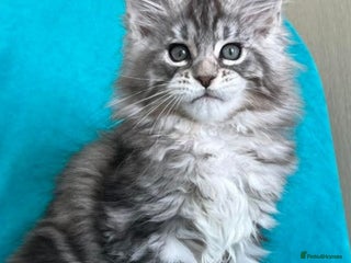 Maine Coon cats - Advert 26