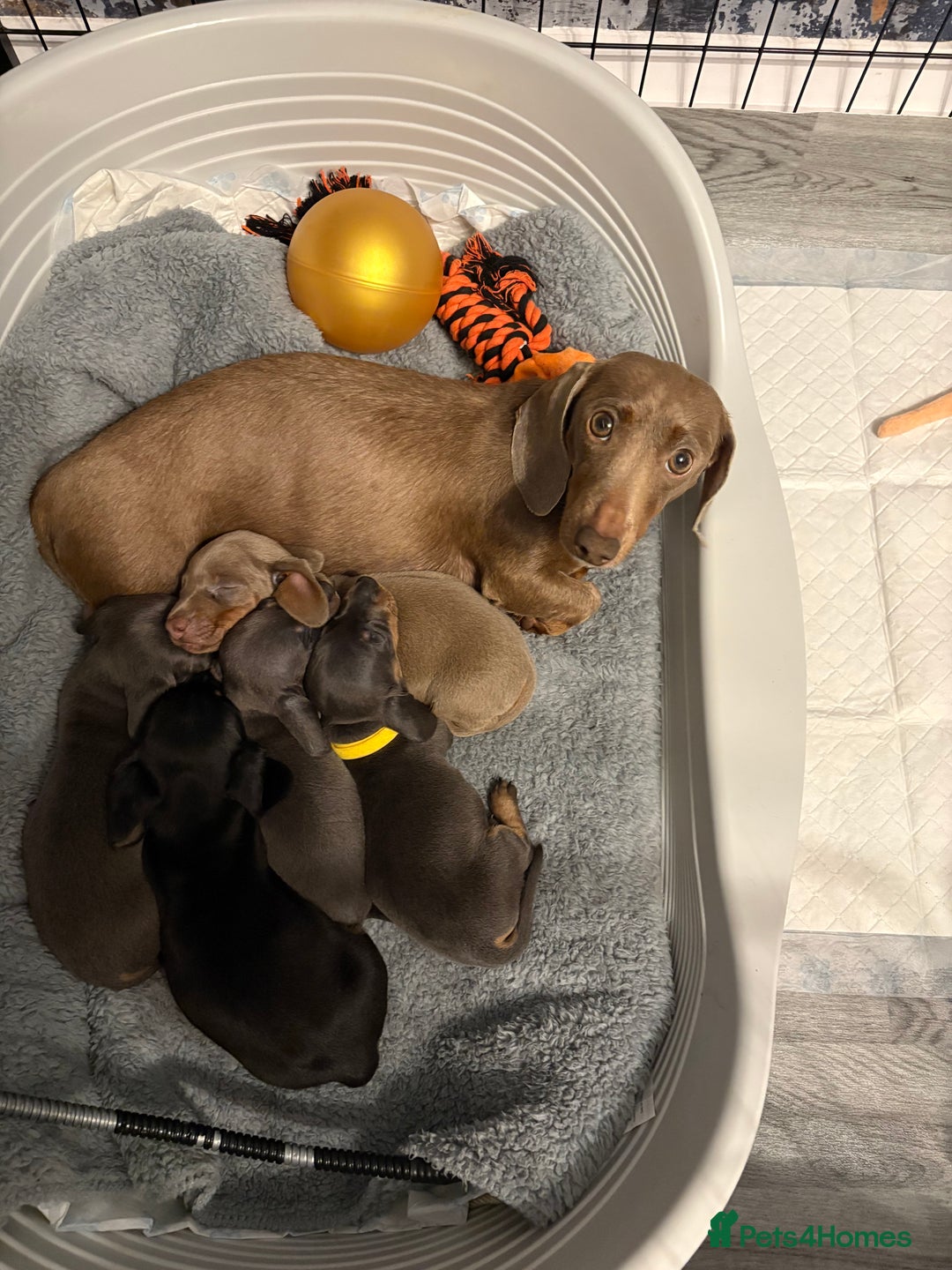 Miniature Dachshund dogs for sale: Beautiful male pup   - Advert 4