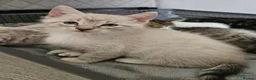 British Shorthair cats for sale: Stunning cross bread unique kitten ready for you. in Croydon - Advert 7