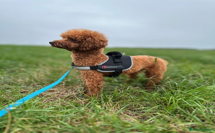 Toy Poodle dogs - Advert 2