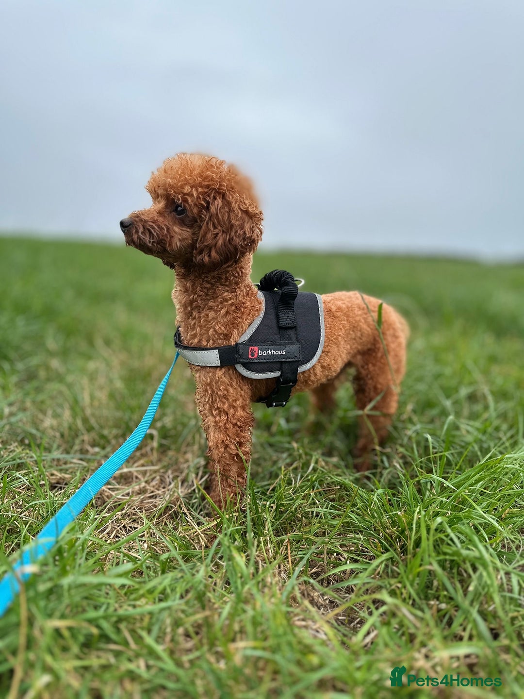Toy Poodle dogs for stud: Vinnie the little king ❤️ - Image 1