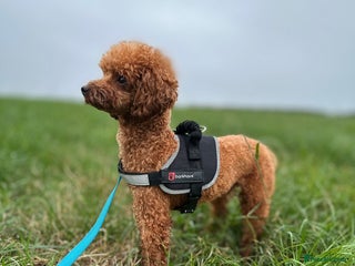 Toy Poodle dogs - Advert 2