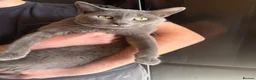Scottish Fold cats for sale: Beautiful Grey Scottish Straight  - Advert 4