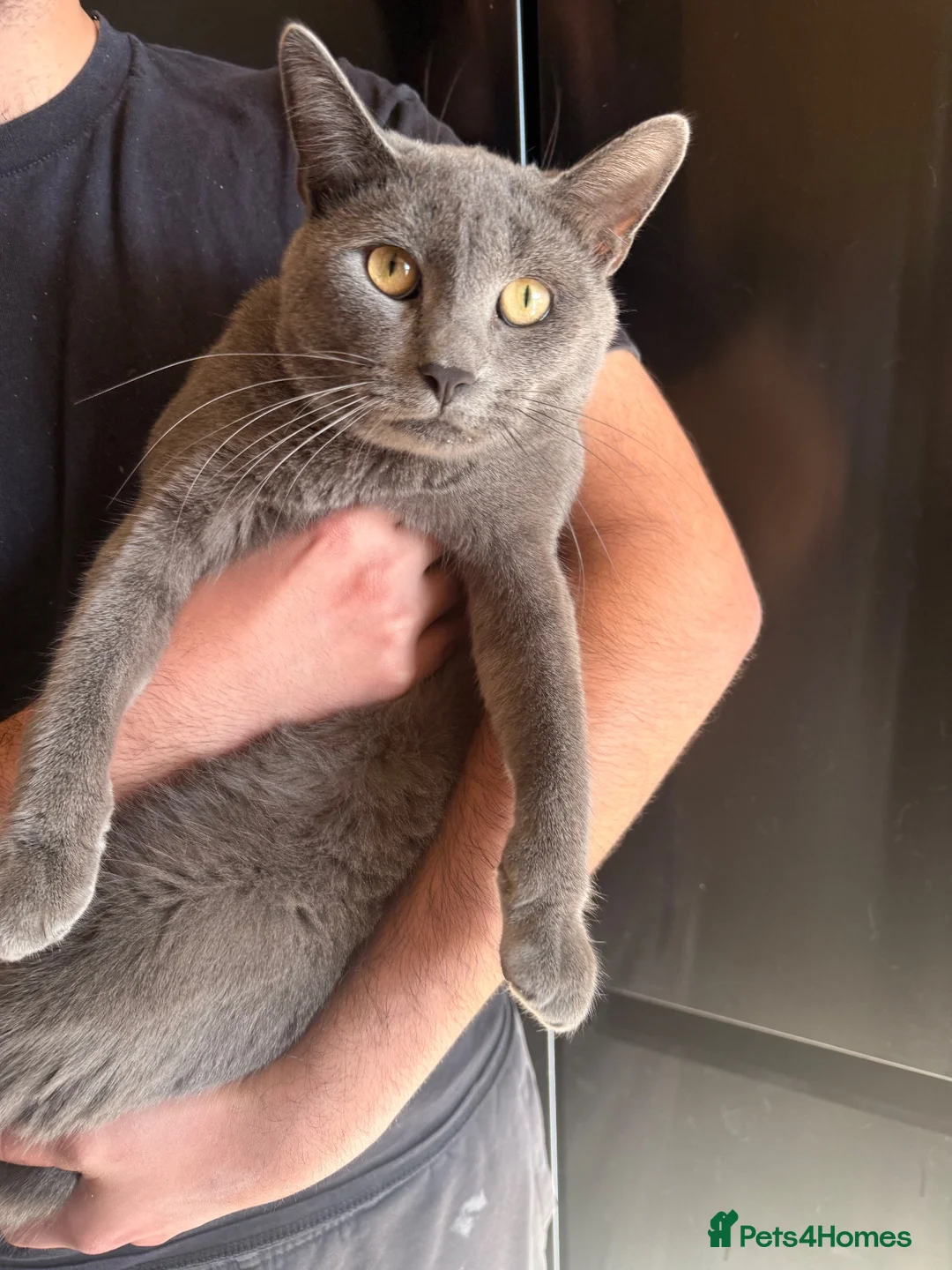 Scottish Fold cats for sale: Beautiful Grey Scottish Straight  - Advert 4