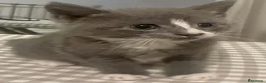 Inquisitive Kitty