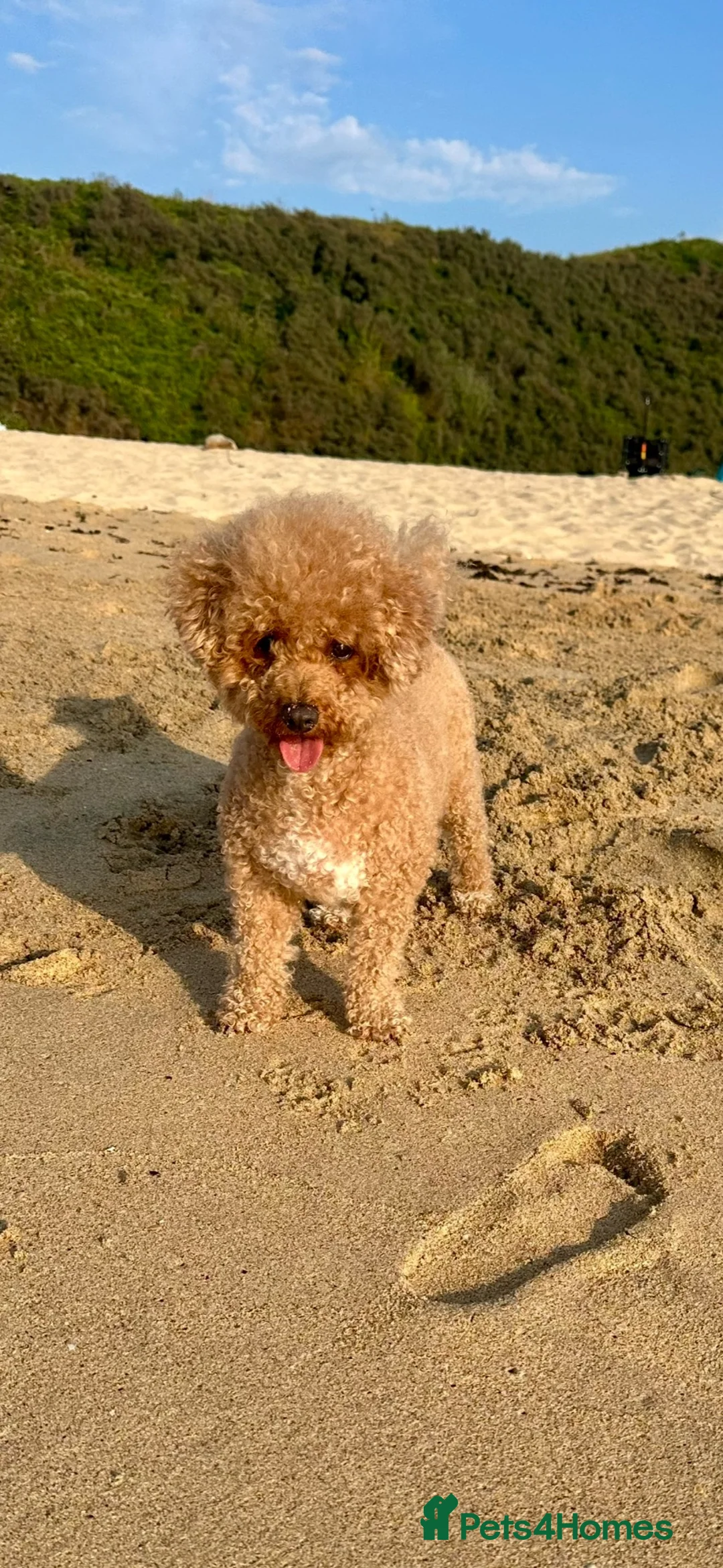 Poochon dogs for sale: Poochon Puppies 💙💖 - Advert 9