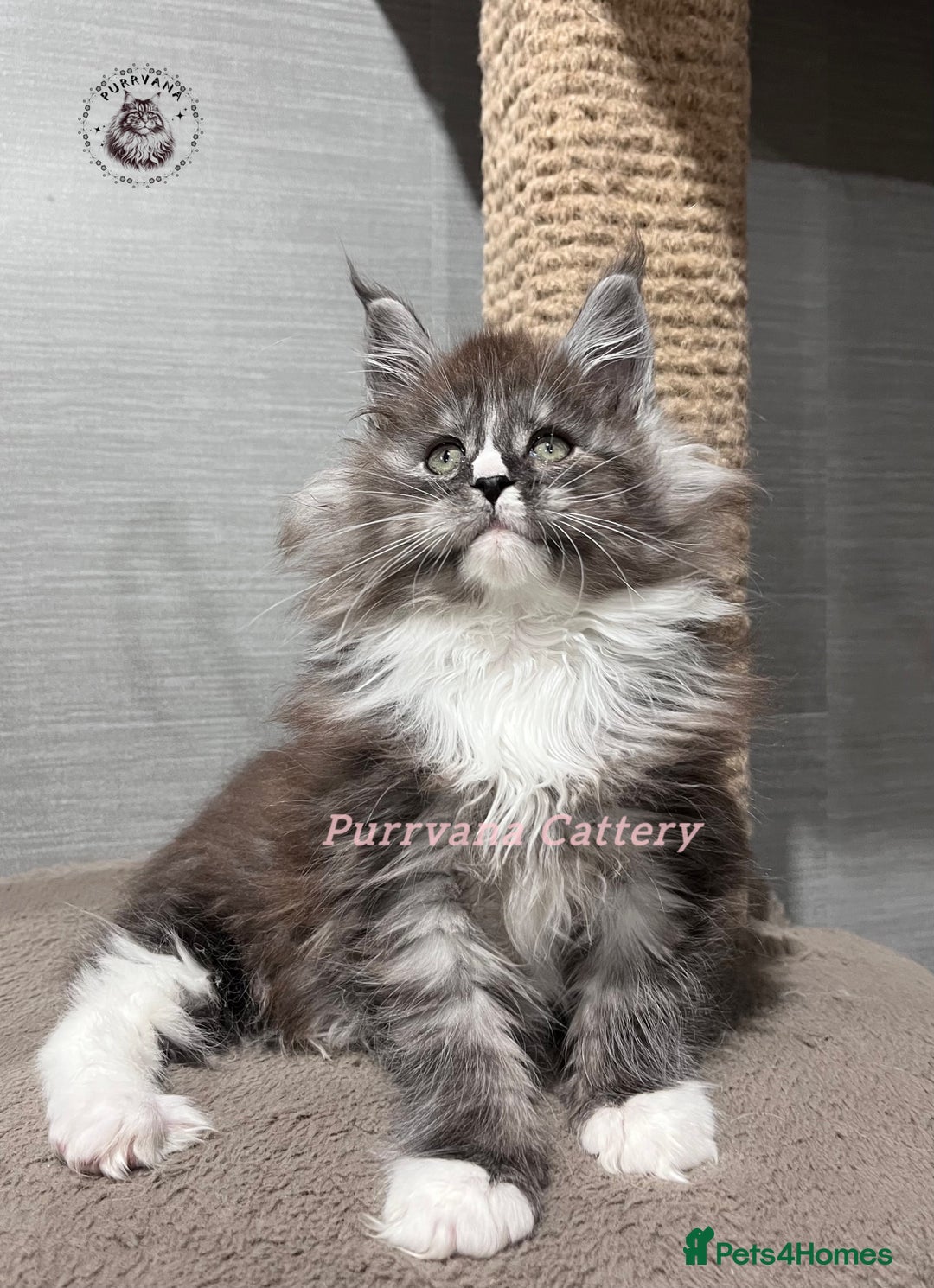 Maine Coon cats for sale: TICA registration Stunning Maine coon kittens - Advert 2