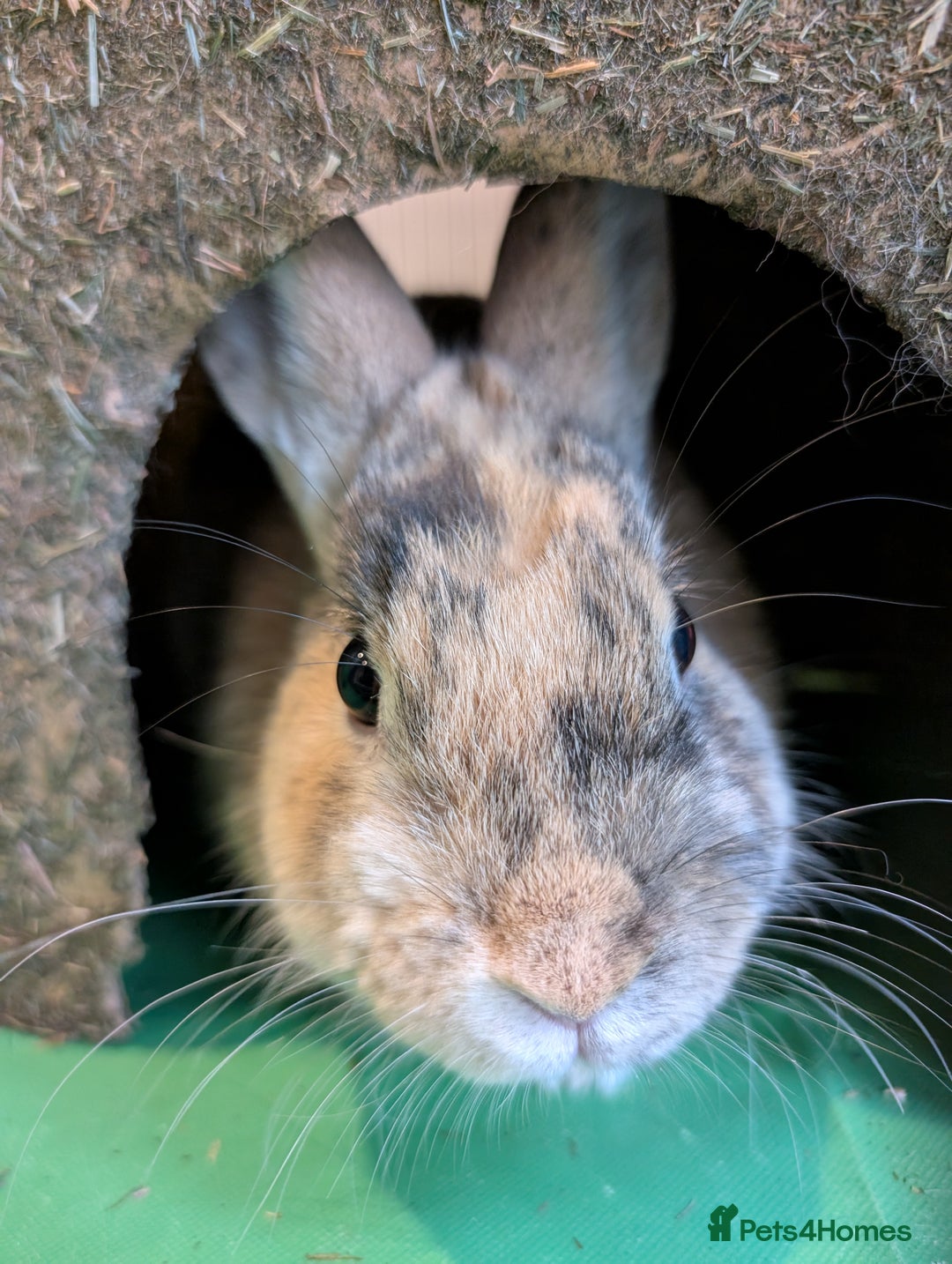 Mixed Breed rabbits for sale: Toffee - Advert 3