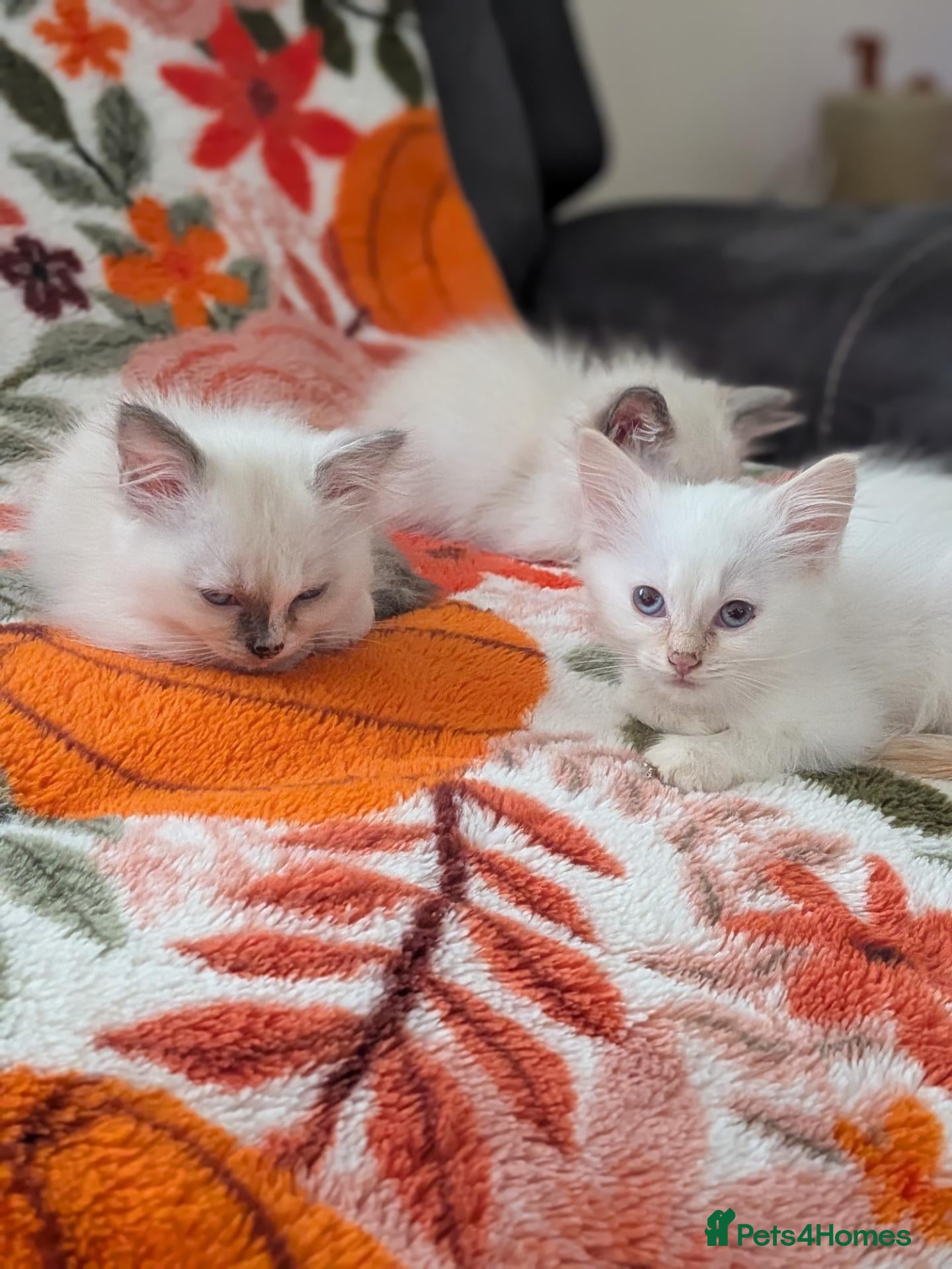 Ragdoll cats Beautiful Ragdoll Kittens Ready for Loving Homes! - Advert 1