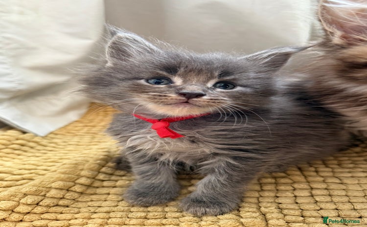 Maine Coon cats - Advert 6