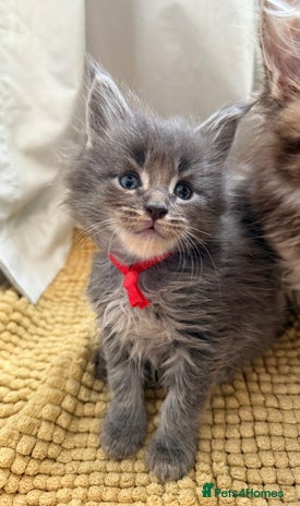 Maine Coon cats - Advert 6