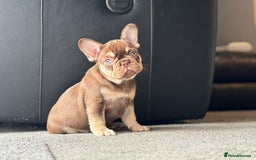 French Bulldog dogs for sale: 1 female available  READY TO LEAVE,   - Image 10