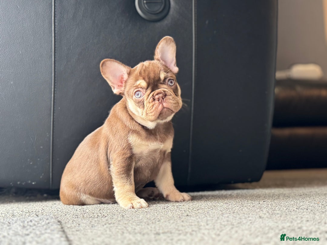 French Bulldog dogs for sale: 1 female available  READY TO LEAVE,   - Image 10