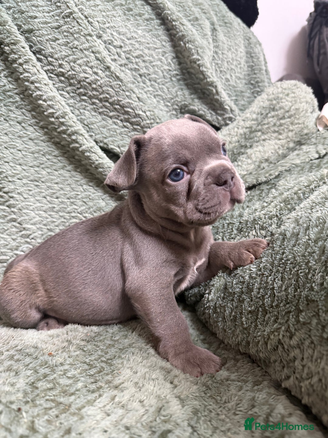 French Bulldog dogs for sale: One girl left.French Bulldog puppies 🐶❤️ KC reg - Advert 6