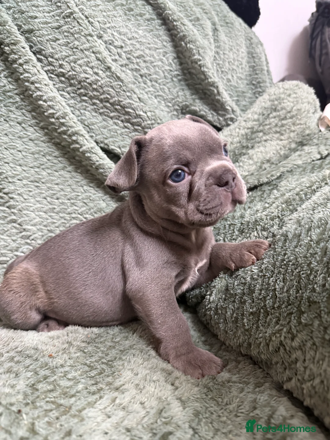 French Bulldog dogs for sale: One girl left.French Bulldog puppies 🐶❤️ KC reg - Advert 6