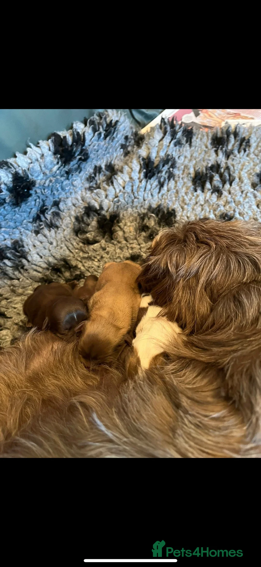 Shih Tzu dogs for stud: Shih tzu stud proven  in Glasgow - Advert 9