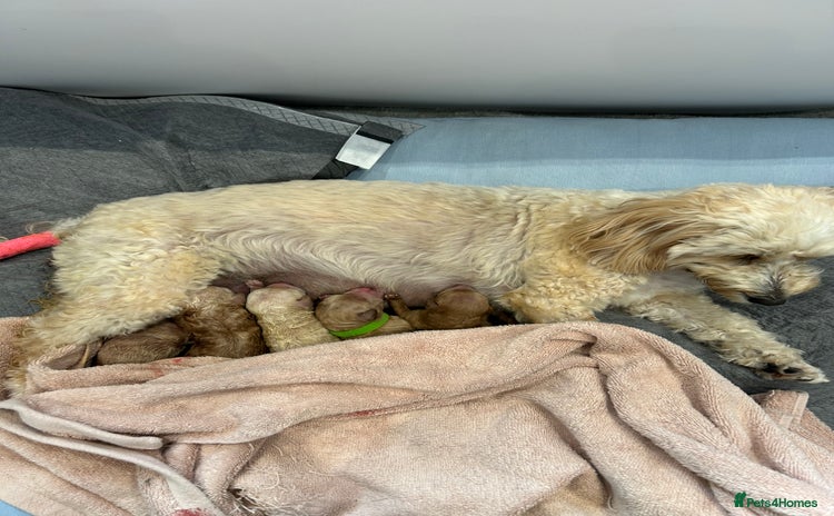 Maltipoo dogs - Advert 1