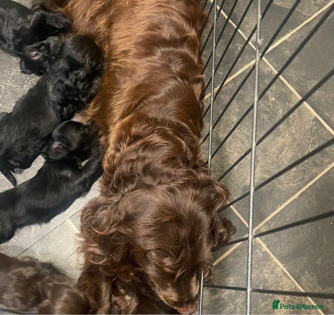 Cockapoo dogs for sale: Beautiful cockapoo puppies  - Advert 1