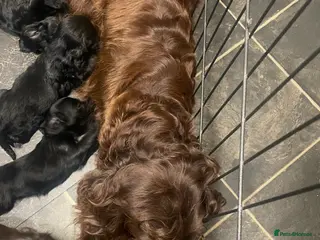 Cockapoo dogs Beautiful cockapoo puppies - Advert 1