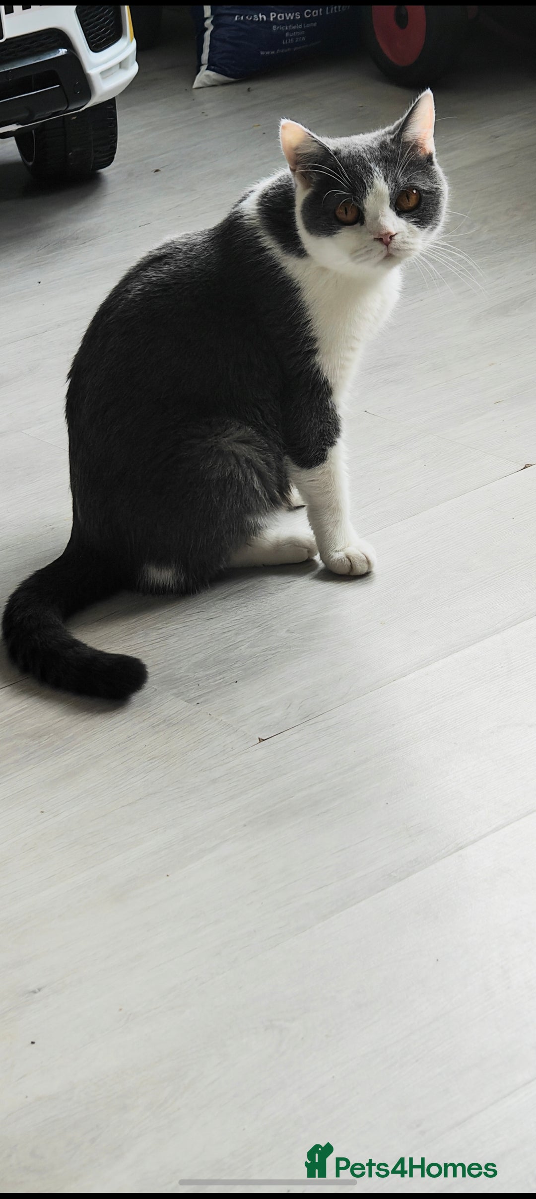 British Shorthair cats for sale: British shorthair  - Advert 2