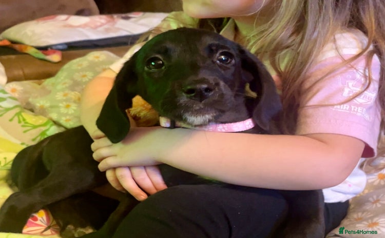 Mixed Breed dogs - Advert 11