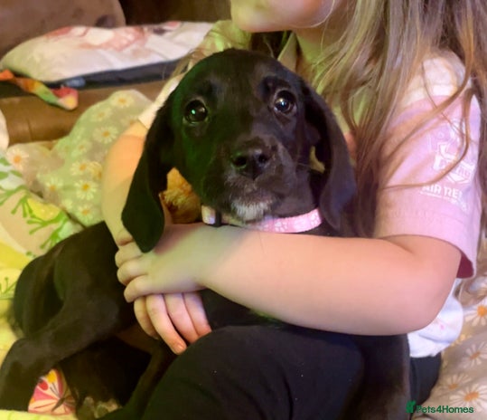 Mixed Breed dogs - Advert 11