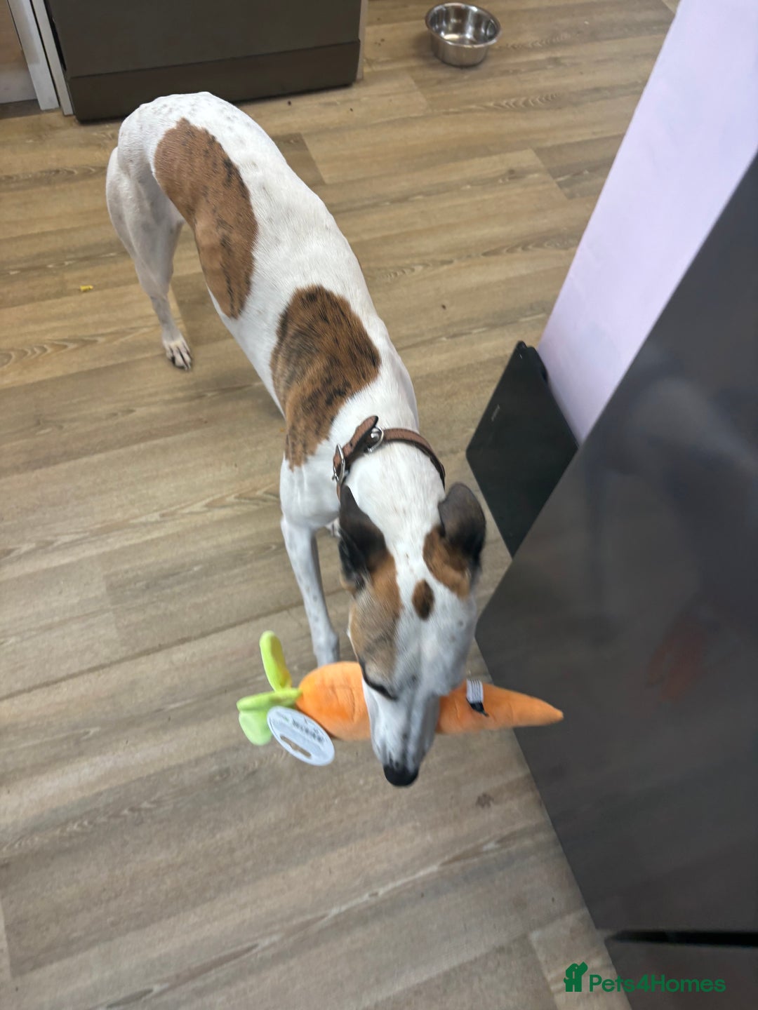 Whippet dogs for sale: K.c2 year old male whippet kennel club registered  - Image 4