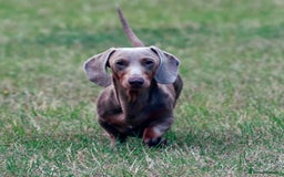 Miniature Dachshund dogs for stud: Halo Outstanding Isabella and Tan - Image 1
