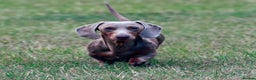 Miniature Dachshund dogs for stud: Halo Outstanding Isabella and Tan - Advert 1