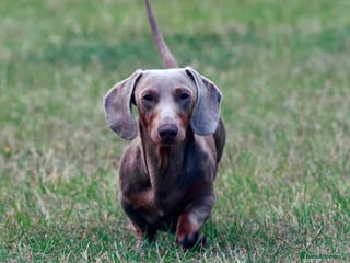 Miniature Dachshund dogs Halo Outstanding Isabella and Tan - Advert 18