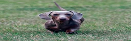 Miniature Dachshund dogs for stud: Halo Outstanding Isabella and Tan - Advert 1