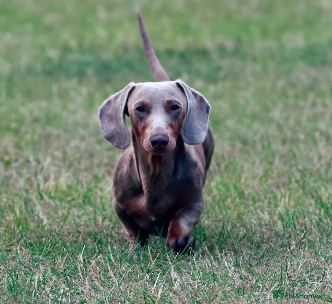 Miniature Dachshund dogs for stud: Halo Outstanding Isabella and Tan - Advert 1