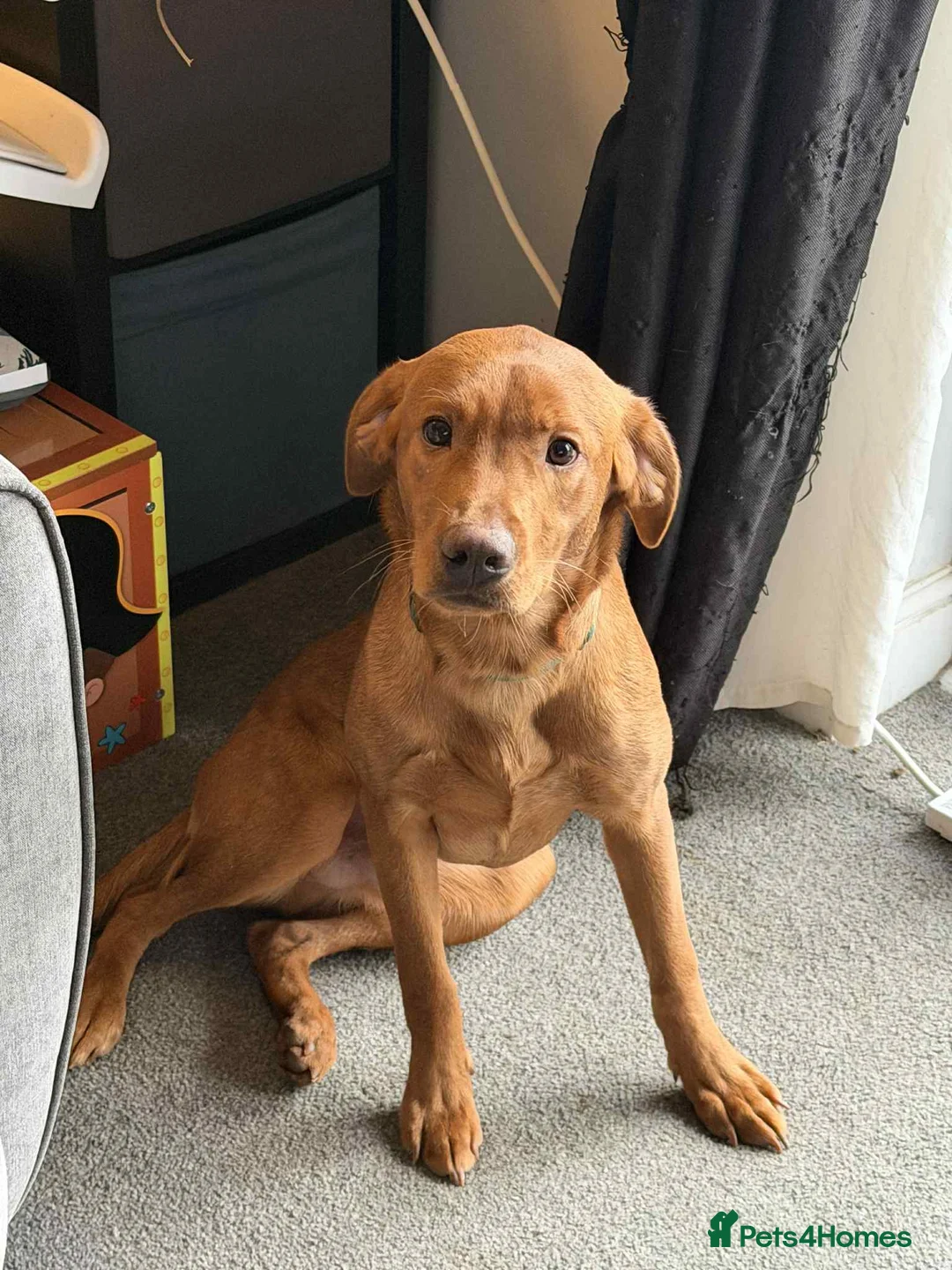 Labrador Retriever dogs for sale: Kc registered red lab puppy  - Advert 2