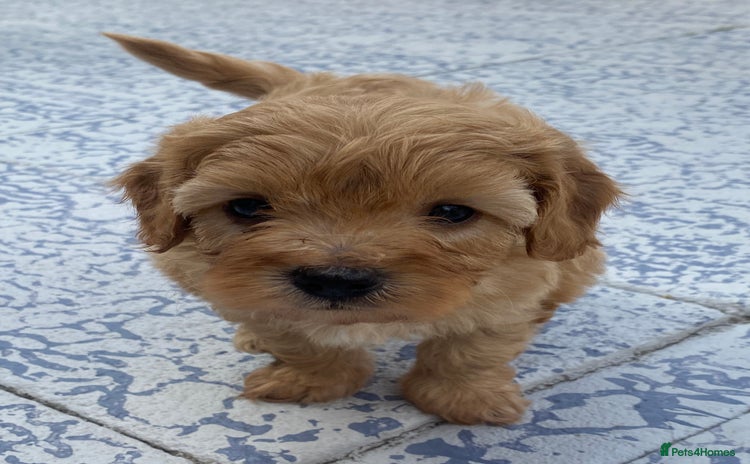 Cavapoo dogs - Advert 10