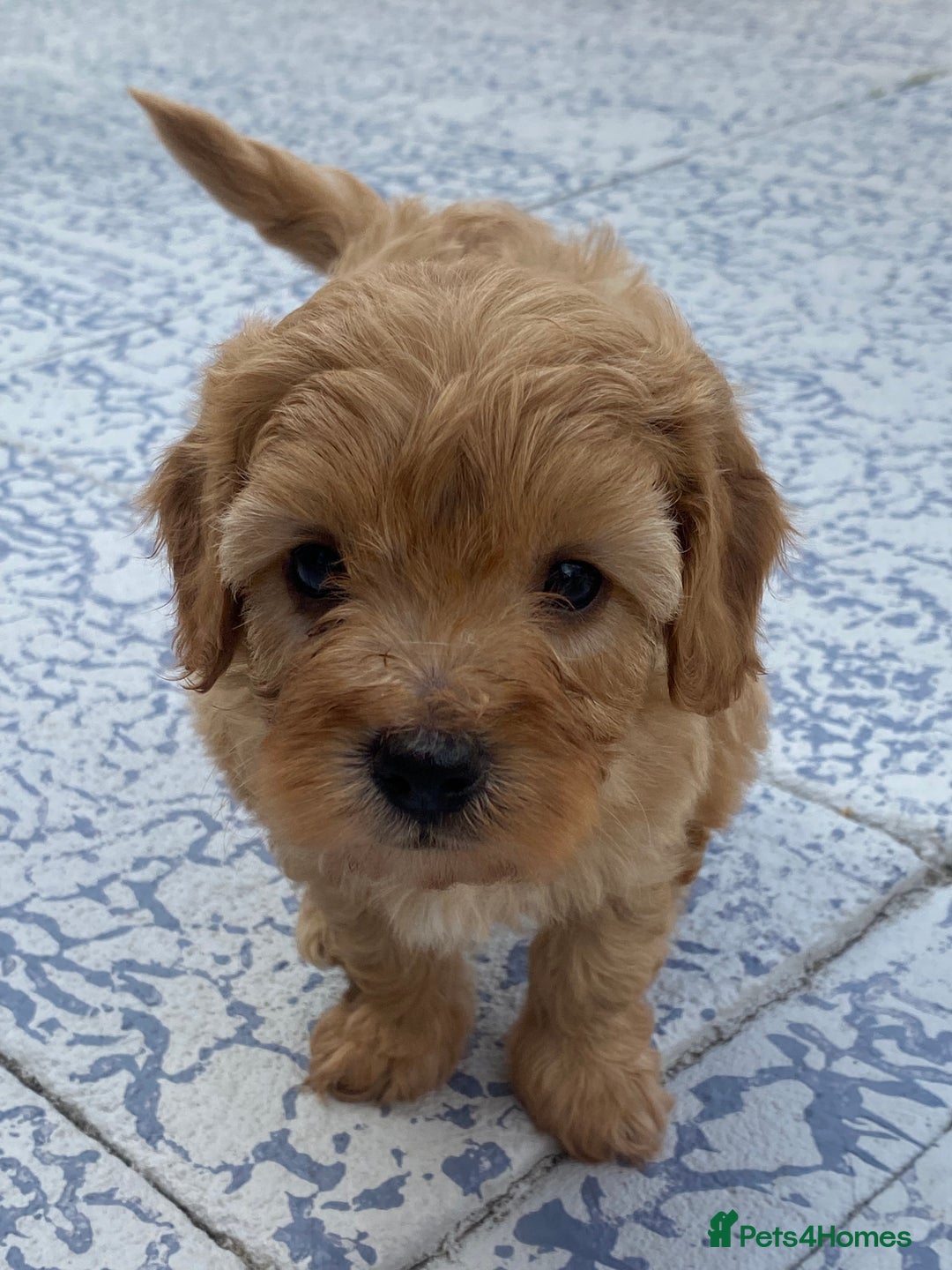 Cavapoo dogs for sale: Cavapoo Puppies - Image 1