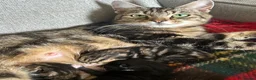 Mixed Breed cats for sale: Beautiful kittens x 3  - Advert 6