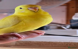 Budgerigars birds for sale: Yellow Lutino budgies. - Image 24
