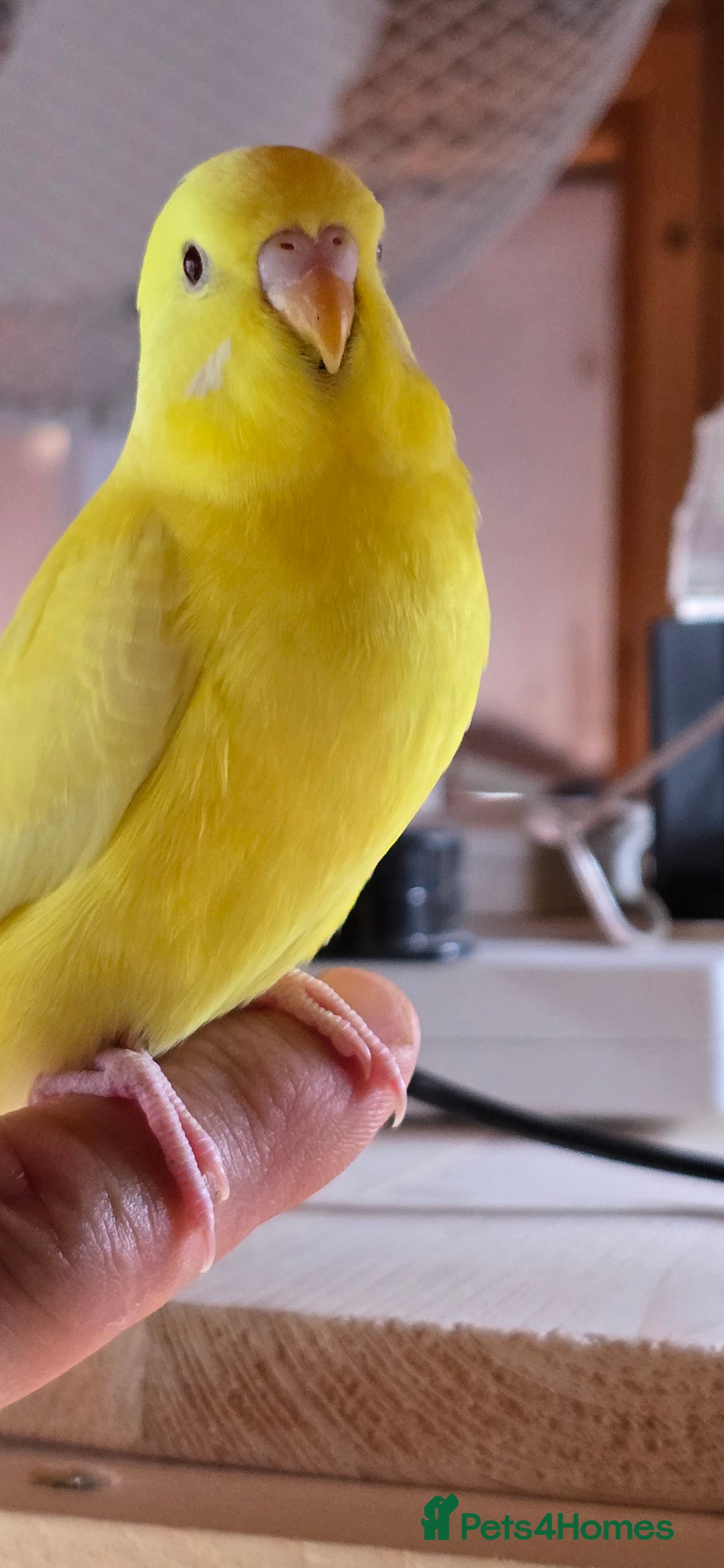 Budgerigars birds for sale: Yellow Lutino budgies. - Image 24