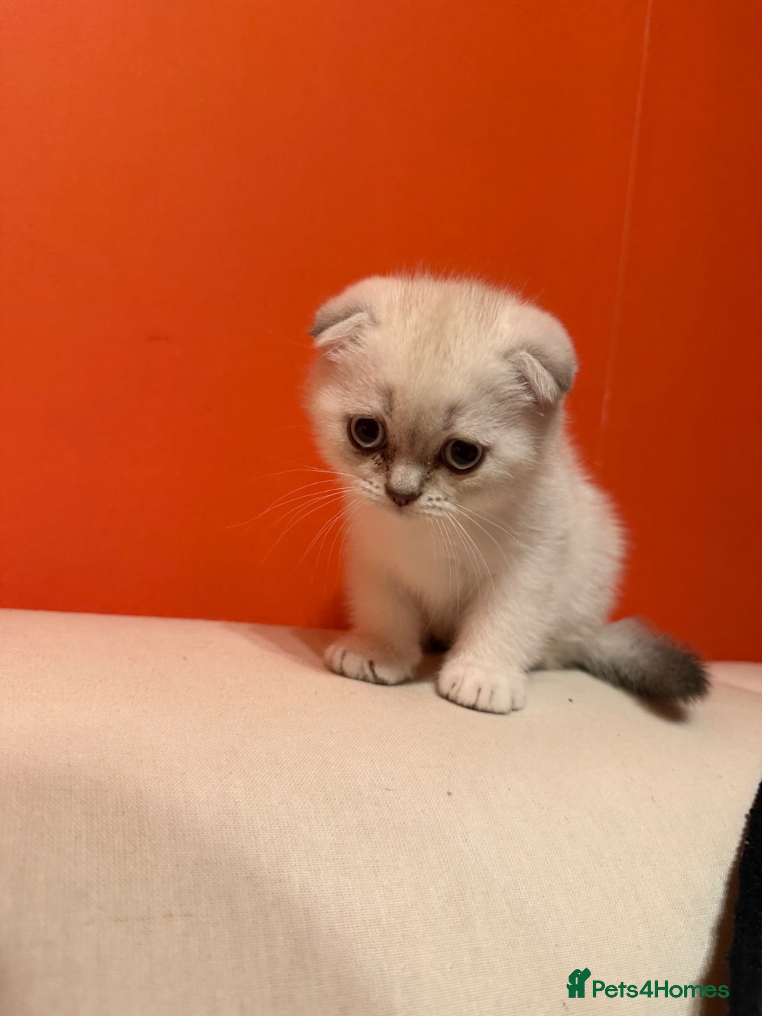 Mixed Breed cats kittens for sale - Advert 4
