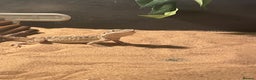 Bearded Dragon reptiles for sale: Young female bearded dragon - Advert 1
