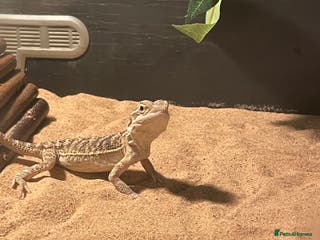 Bearded Dragon reptiles Young female bearded dragon - Advert 7